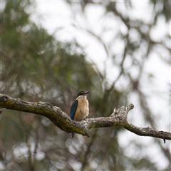 Todiramphus sanctus (Sacred Kingfisher) at Bungonia, NSW - 16 Nov 2024 by Nug