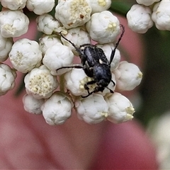 Unidentified Scarab beetle (Scarabaeidae) at Bungonia, NSW - 17 Nov 2024 by trevorpreston