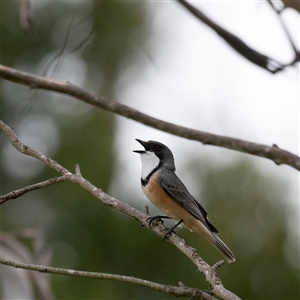 Pachycephala rufiventris at Bungonia, NSW - 17 Nov 2024