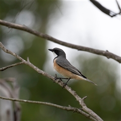 Pachycephala rufiventris at Bungonia, NSW - 17 Nov 2024