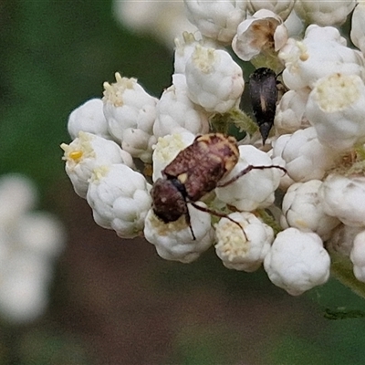 Unidentified Scarab beetle (Scarabaeidae) at Bungonia, NSW - 17 Nov 2024 by trevorpreston