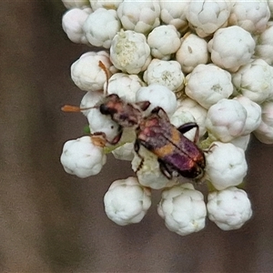 Eleale pulchra (Clerid beetle) at Bungonia, NSW by trevorpreston