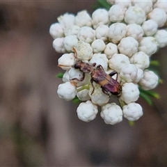 Eleale pulchra at Bungonia, NSW - 17 Nov 2024 12:44 PM