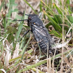 Psaltoda moerens (Redeye cicada) at Bungonia, NSW - 17 Nov 2024 by Nug