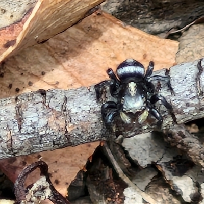 Salpesia sp. (genus) at Bungonia, NSW - 17 Nov 2024 by trevorpreston