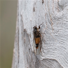 Unverified Cicada (Hemiptera, Cicadoidea) at Bungonia, NSW - 17 Nov 2024 by Nug