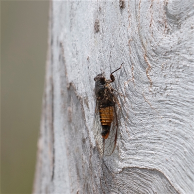 Unverified Cicada (Hemiptera, Cicadoidea) at Bungonia, NSW - 17 Nov 2024 by Nug