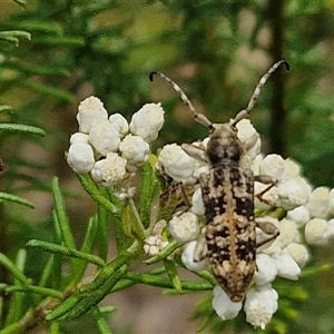 Pempsamacra dispersa (Longhorn beetle) at Bungonia, NSW by trevorpreston