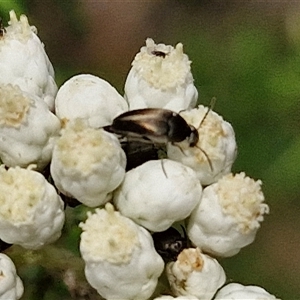 Mordella sp. (genus) at Bungonia, NSW - 17 Nov 2024