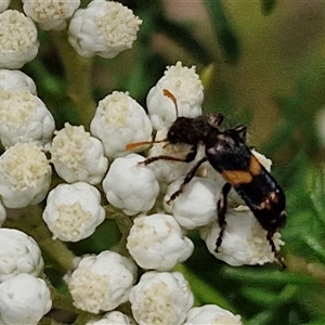 Eleale pulchra (Clerid beetle) at Bungonia, NSW by trevorpreston