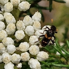 Eleale pulchra at Bungonia, NSW - 17 Nov 2024