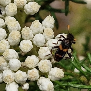 Eleale pulchra at Bungonia, NSW - 17 Nov 2024