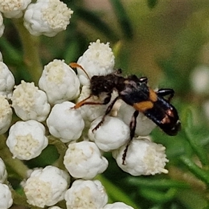 Eleale pulchra at Bungonia, NSW - 17 Nov 2024