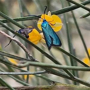 Pollanisus (genus) (A Forester Moth) at Bungonia, NSW by trevorpreston