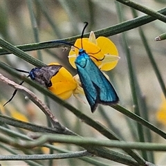 Pollanisus (genus) at Bungonia, NSW - 17 Nov 2024