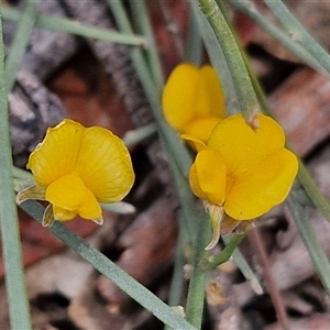 Jacksonia scoparia at Bungonia, NSW - 17 Nov 2024