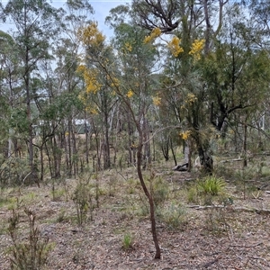 Jacksonia scoparia at Bungonia, NSW - 17 Nov 2024