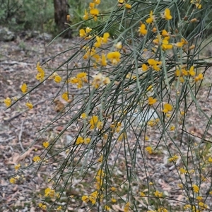 Jacksonia scoparia at Bungonia, NSW - 17 Nov 2024