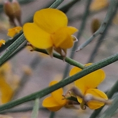 Jacksonia scoparia at Bungonia, NSW - 17 Nov 2024