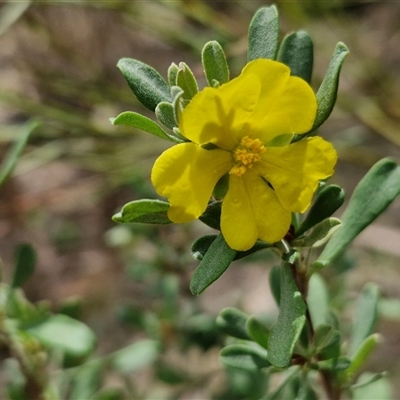 Hibbertia obtusifolia (Grey Guinea-flower) at Bungonia, NSW - 17 Nov 2024 by trevorpreston