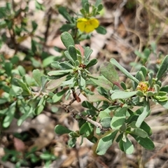 Hibbertia obtusifolia at Bungonia, NSW - 17 Nov 2024