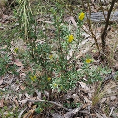 Hibbertia obtusifolia at Bungonia, NSW - 17 Nov 2024