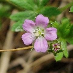 Geranium gardneri (Rough Crane's-Bill) at Bungonia, NSW - 17 Nov 2024 by trevorpreston