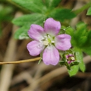 Geranium gardneri at Bungonia, NSW - 17 Nov 2024 12:17 PM