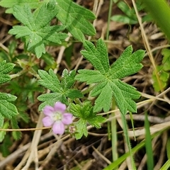 Geranium gardneri at Bungonia, NSW - 17 Nov 2024 12:17 PM