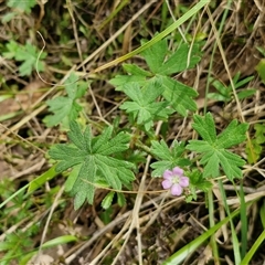 Geranium gardneri at Bungonia, NSW - 17 Nov 2024 12:17 PM