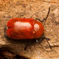 Aporocera (Aporocera) haematodes (A case bearing leaf beetle) at Ainslie, ACT - 17 Nov 2024 by jb2602