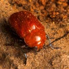 Aporocera (Aporocera) haematodes at Ainslie, ACT - 17 Nov 2024 10:32 AM