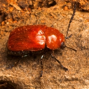 Aporocera (Aporocera) haematodes at Ainslie, ACT - 17 Nov 2024