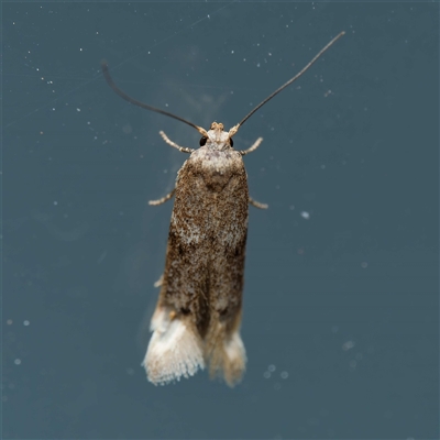 Endrosis sarcitrella (White-shouldered House Moth) at Harrison, ACT - 17 Nov 2024 by DPRees125