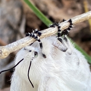 Pinara undescribed species near divisa at Campbell, ACT - 18 Nov 2024