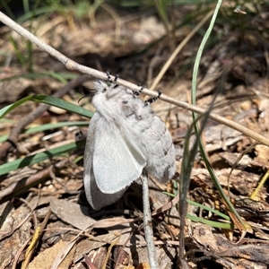 Pinara undescribed species near divisa at Campbell, ACT - 18 Nov 2024