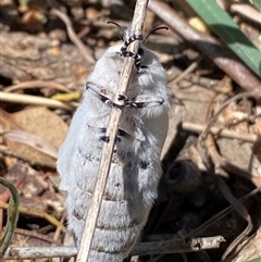 Pinara undescribed species near divisa at Campbell, ACT - 18 Nov 2024