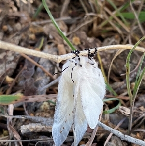 Pinara undescribed species near divisa at Campbell, ACT - 18 Nov 2024