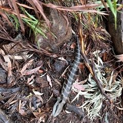 Tiliqua scincoides scincoides (Eastern Blue-tongue) at Ainslie, ACT - 17 Nov 2024 by Juliainnature