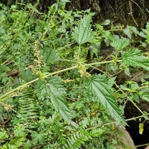 Urtica incisa at Bungonia, NSW - 17 Nov 2024