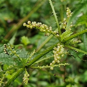 Urtica incisa at Bungonia, NSW - 17 Nov 2024