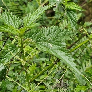 Urtica incisa at Bungonia, NSW - 17 Nov 2024