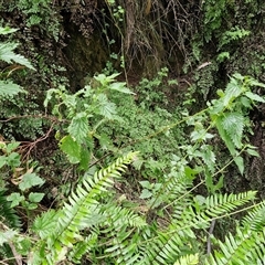 Urtica incisa at Bungonia, NSW - 17 Nov 2024 12:14 PM