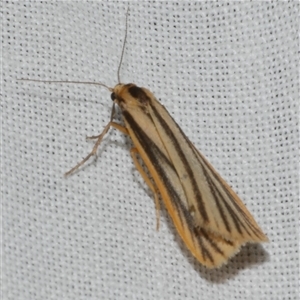 Phaeophlebosia furcifera (Forked Footman) at Freshwater Creek, VIC by WendyEM