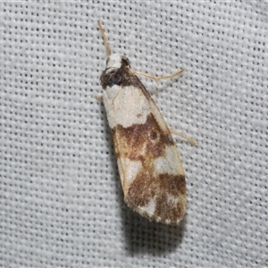 Philenora aspectalella (Little Mask Philenora) at Freshwater Creek, VIC by WendyEM