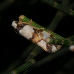 Philenora aspectalella at Freshwater Creek, VIC - 4 Nov 2024 by WendyEM