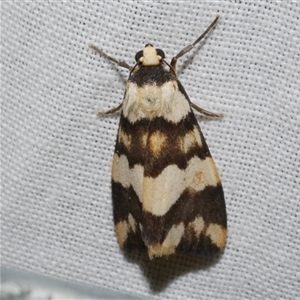 Termessa gratiosa (Termessa gratiosa) at Freshwater Creek, VIC by WendyEM