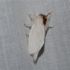 Trichiocercus sparshalli (Sparshall's Moth) at Freshwater Creek, VIC - 4 Nov 2024 by WendyEM