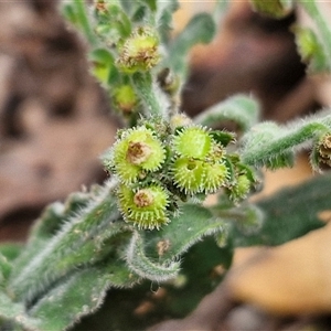 Hackelia suaveolens at Bungonia, NSW - 17 Nov 2024