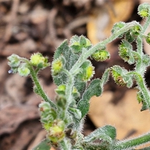 Hackelia suaveolens at Bungonia, NSW - 17 Nov 2024